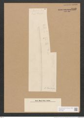 Nitzschia janischii Grun. (de-Toni-Nr.: Genus 47, Species 2066) Zeichnungen Sammlung Grunow Nr. 4082 (NHMW-BOT-W0371926)